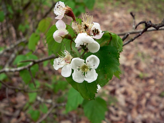 {Crataegus intricata}